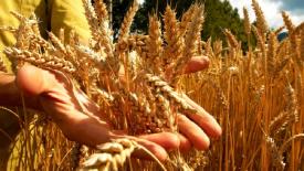 В Татарстане нашли частичную замену удобрениям для пшеницы